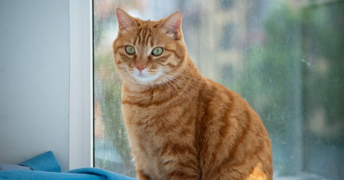 Charming ginger tabby cat with green eyes sitting indoors by a window with natural light.